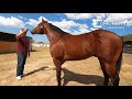 CAMPEÓN Futurity Chiapas 2021 - El Piquín Cuadra El Suspiro.