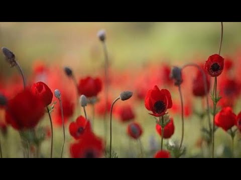 لماذا سميت شقائق النعمان بهذا الاسم