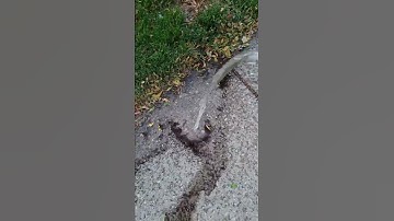 Zo kom ik van een mierenkolonie op mijn oprit af