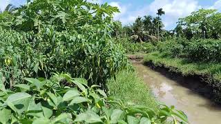 DO IT right. Instructions for high profits for farmers. Phone number 0334710359
