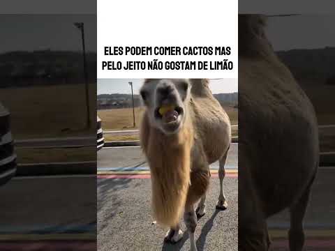 tadinho kkkk😂😂 #humor #engraçado #fyp #comedia #tops #furyou #viral #reels #funnyvideos #fy