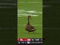 The Buccaneers' Majestic Space Duck! #nfl #meme #dbzabridged #dragonball #buccaneers #panthers