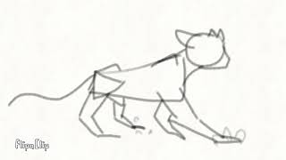 Cat walk test
