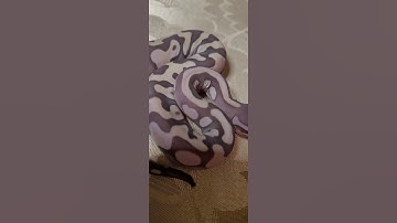 no scales on this snake #scaless #ballpython #snakes #funny #animals #Mojave #scalesshead