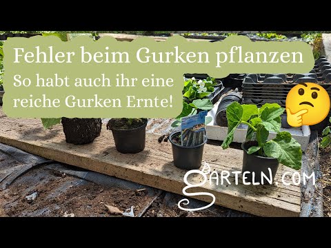 Gurken pflanzen - Klassische Fehler die Du vermeiden solltet
