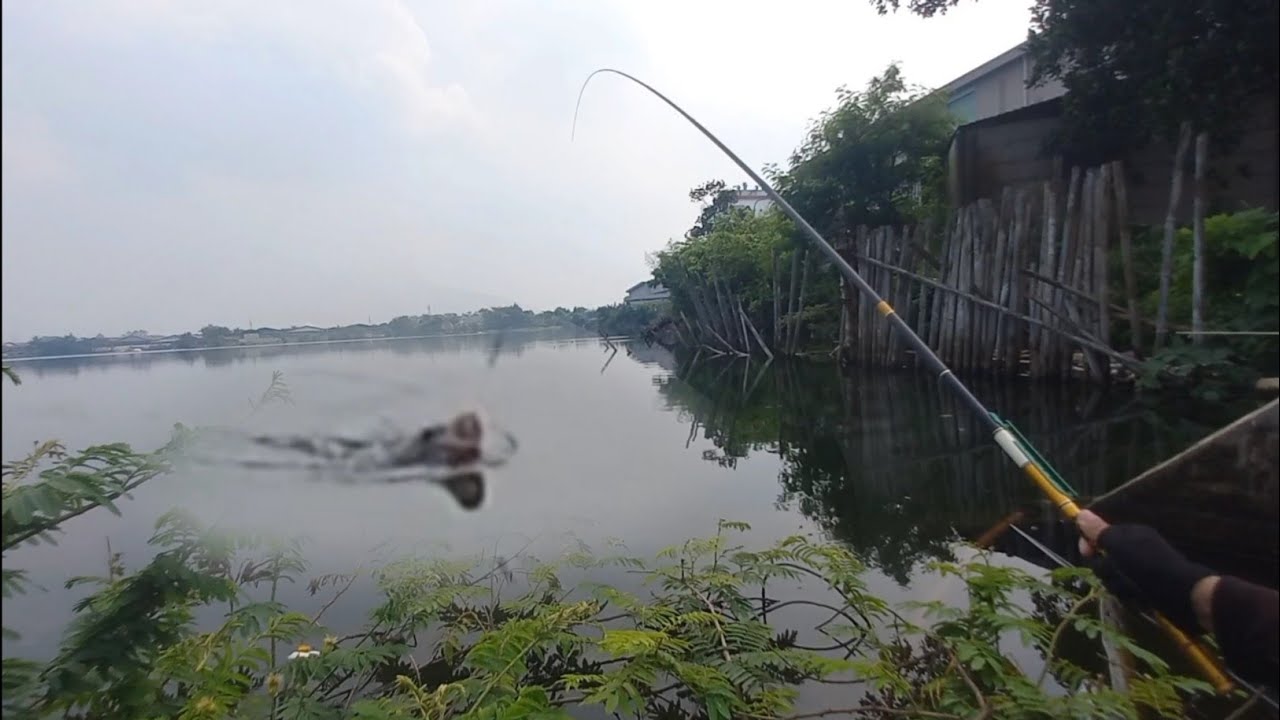 🔴SPOT LIAR  KOTA TANGERANG,MASIH BANYAK IKAN PURBANYA...😱