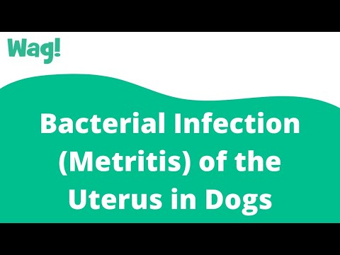 Video: Bacterial Infection (Metritis) Ng Uterus Sa Cats