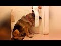 This is why GERMAN SHEPHERDS are the FUNNIEST DOGS 🐶 Funny DOG Compilation