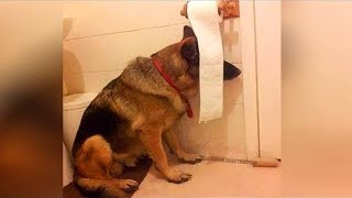 This is why GERMAN SHEPHERDS are the FUNNIEST DOGS  Funny DOG Compilation