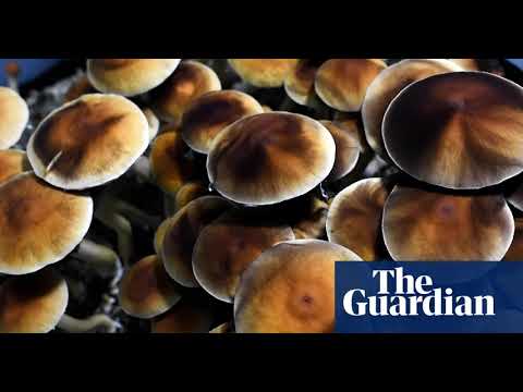 Пошук полегшення поза ліками: зростання популярності психоделічних реколекцій для ветеранів