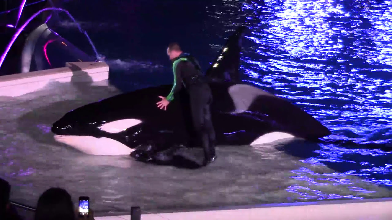 Shamu's Celebration: Light Up the Night (Full Show) at SeaWorld San Diego 6/22/14