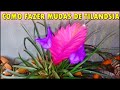 Ref:PDj9epvaogM Tilandsia cyanea: como fazer muda de f�cil    