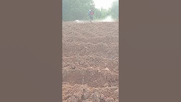 Cara Mencegah Tumbuh Rumput saat awal tanam singkong#shorts #bertani #singkong #dharmayasaberkarya