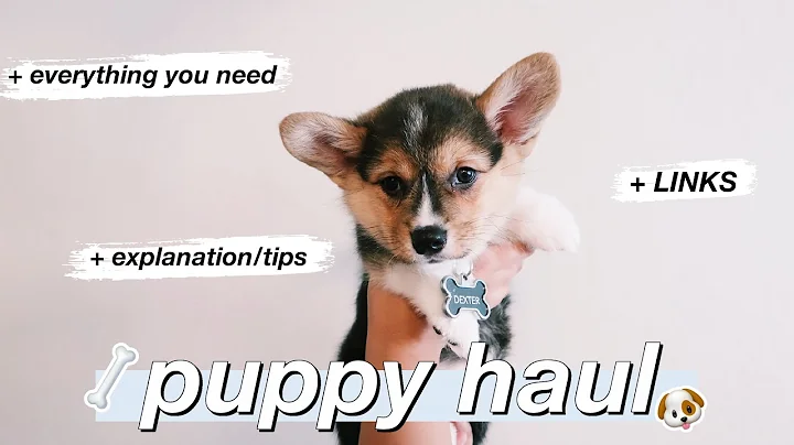 BRAND NEW PUPPY HAUL // everything you need, new puppy tips + corgi essentials edition 2021! 🐶🐾