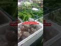 Visit to Chinese vegetable shop #china #chinavlog #shop #vegetables #chinesefood #shorts #foryou