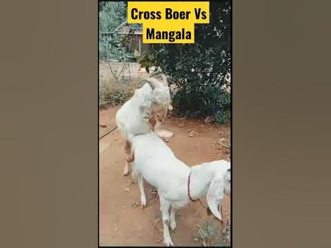 Proses Perkawinan Kambing Cross Boer Dan Manggala #Shotrs #Kambing ...