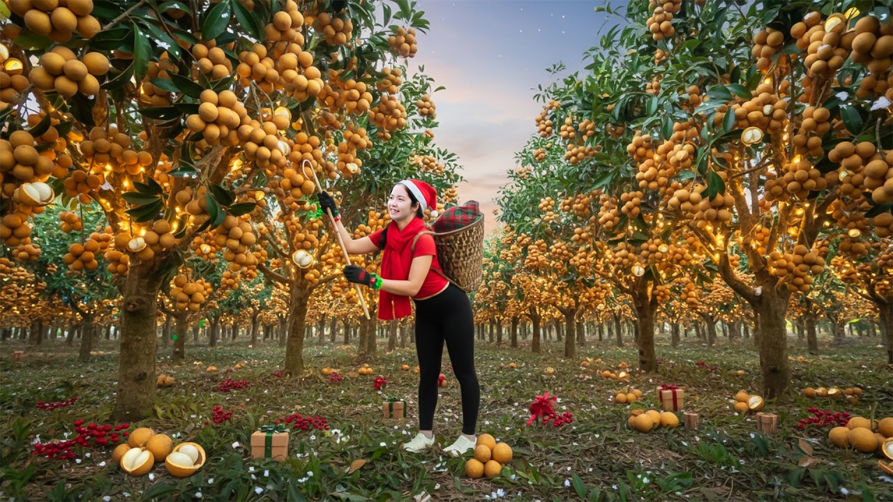 266 Days Harvesting 1000+Kg Wild Bilberry Fruit for Christmas Go To Market Sell | Pure Harvest Life