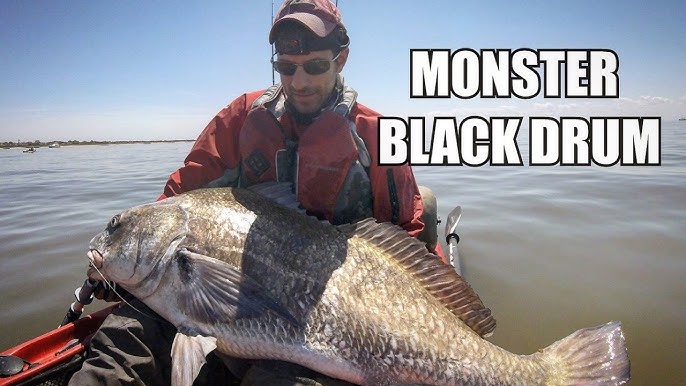 COBIA FISHING FROM A KAYAK! 