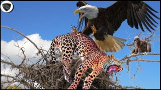 Angry Mother Eagle Attack Leopard Too Savagely For Daring To Destroy Her Nest