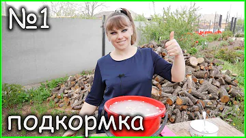 Всё растёт, аж пищит!!! Дрожжевая подкормка рассады: перца, томатов, баклажанов, огурцов!