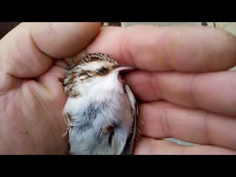 Video: Kako Vezeti Pticu