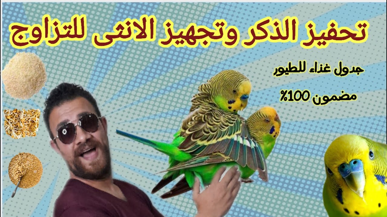 جدول غذاء للطيور تحفز الذكر وتجهز الانثى للتزاوج ممتاز ومجرب