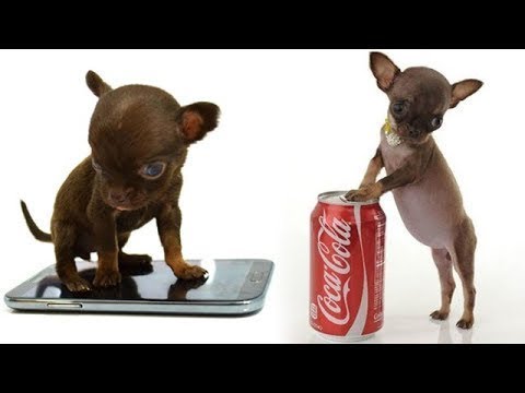 أصغر 10 كلاب في العالم لن تصدق كم يبلغ حجمها