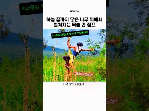 손에 땀을 쥐게 하는 나무 위 묘기 #나무타기 #아찔한순간 #익스트림 thumbnail