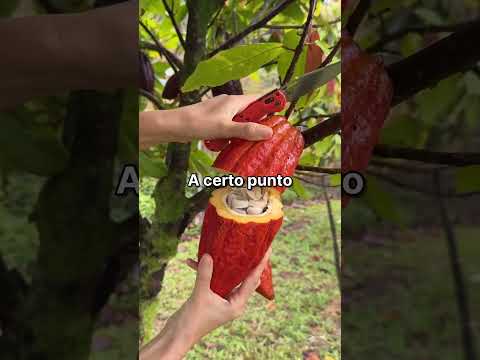 Video Il mio medico ha detto che non avrebbero mai saputo che avevano sbagliato l'intervento.