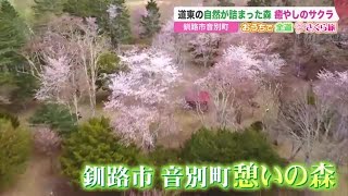 道東の自然が詰まった森　釧路市音別町の癒しのサクラ【おうちで全道さくら旅】 (21/05/12 21:05)