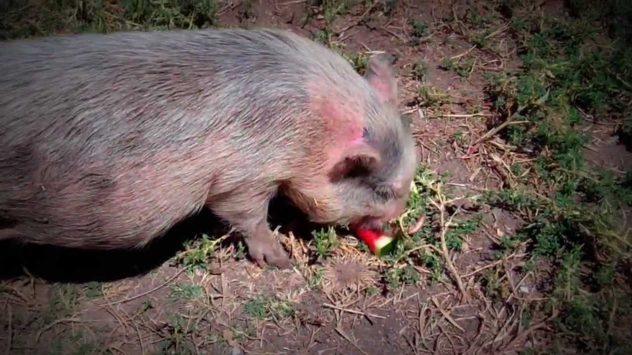 horseshoe bend Bentley Eats a Watermelon!