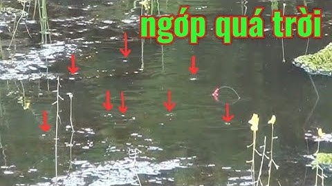 câu cá, phát hiện bầy cá sặc rất to tại điểm câu mới @TAMCARO