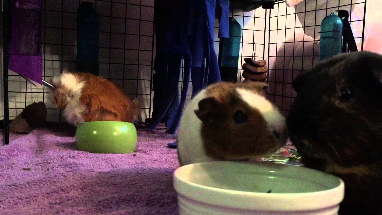 Guinea pigs enjoy some pellets YouTube