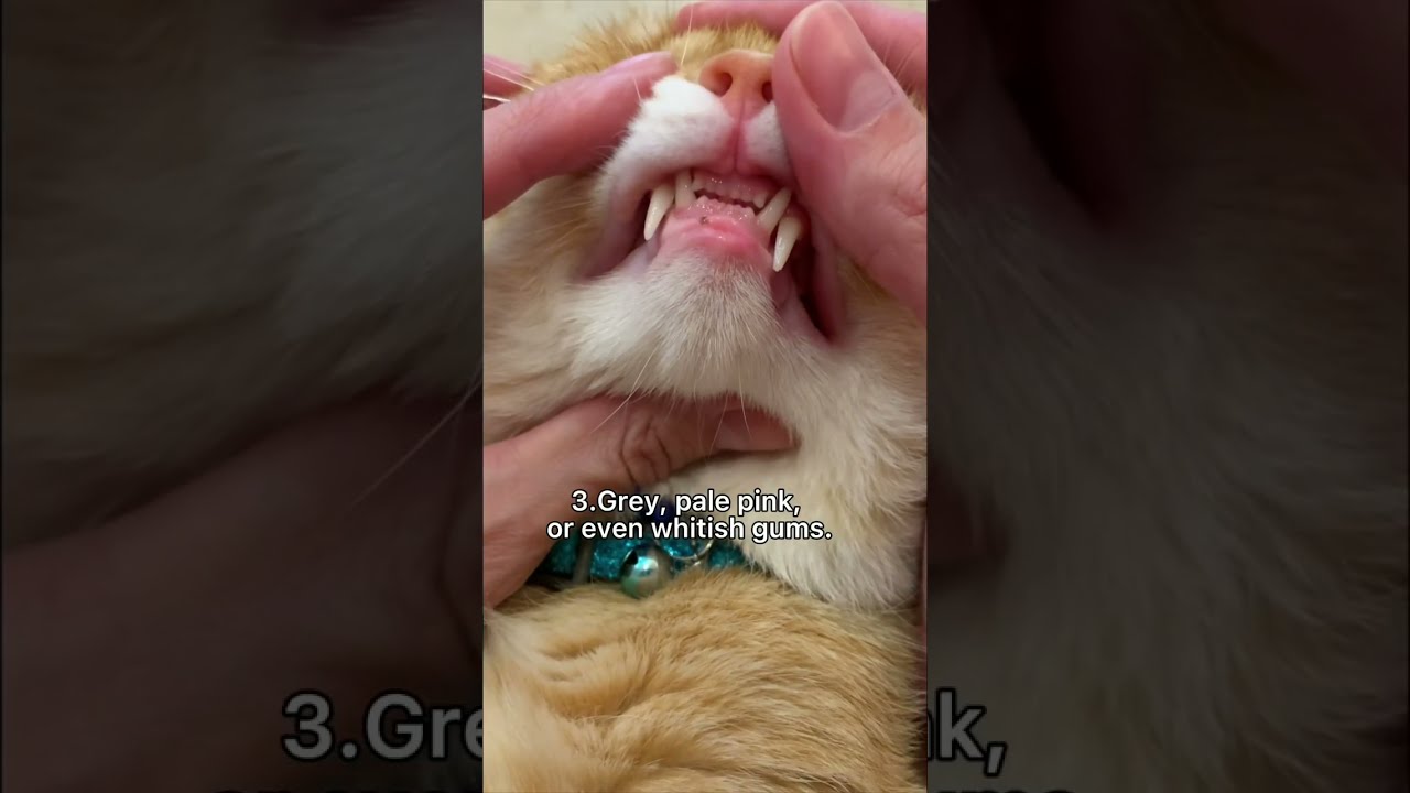 Four Signs That The Cat Has A Worms Shorts Cats