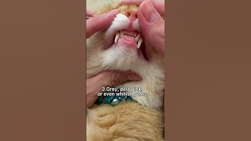 Thumbnail of Four signs that the cat has a worms. #shorts #cats