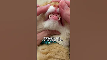 Four Signs That The Cat Has A Worms Shorts Cats 