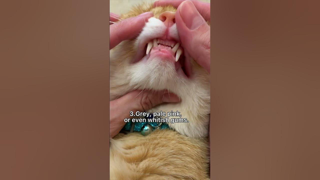 Four signs that the cat has a worms. #shorts #cats