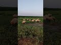 عبالي القمر غاب ظلمه الدنيانه اثاريها عليك العين عميانه عبالي القمر غاب ظلمه الدنيانه اثاريها عليك العين عميانه