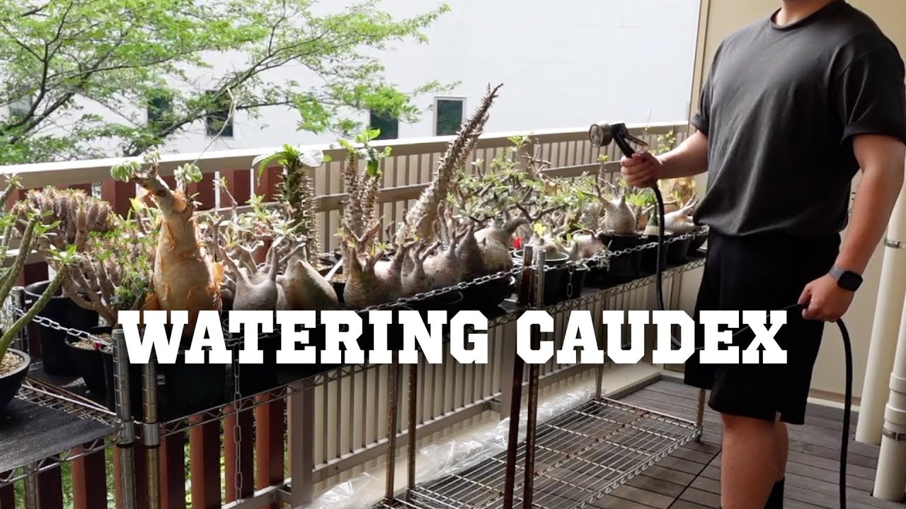 元気に育つ塊根植物の水やり方法を解説します｜現地株｜実生株