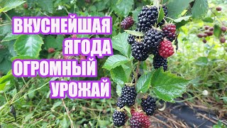 Лох Тей  - ранний сорт ежевики с очень вкусной ягодой и огромной урожайностью