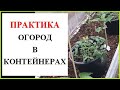 Огород в контейнерах. Тонкости выращивания.