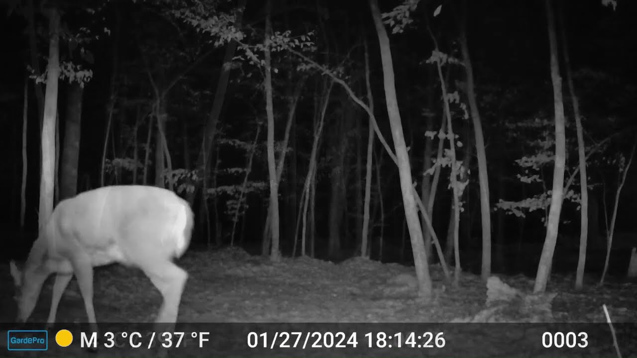 The Deer 2266
