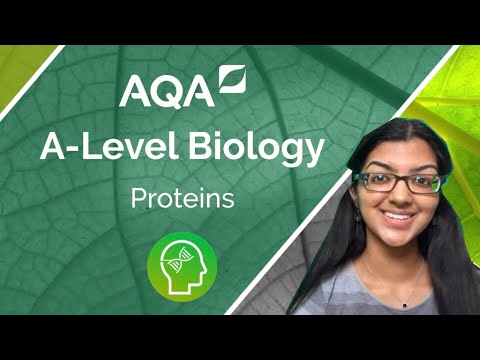 AQA A Level Biology: Proteins