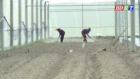 Thị xã Ba Đồn đẩy mạnh chuyển đổi cơ cấu cây trồng thích ứng với biến đổi khí hậu