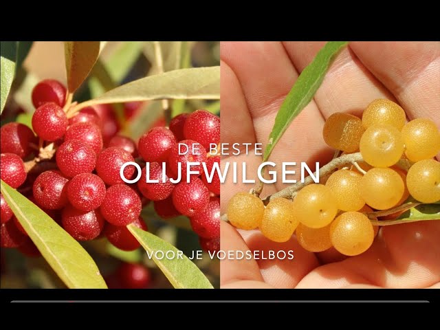 De beste olijfwilg soorten voor je voedselbos of permacultuur tuin