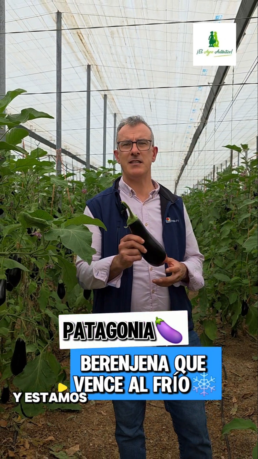 Patagonia, berenjena que vence al frío