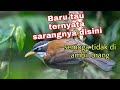 TERNYATA DISINI SARANG BURUNG CUCAK KOPI BANYAK YG BELUM TAU