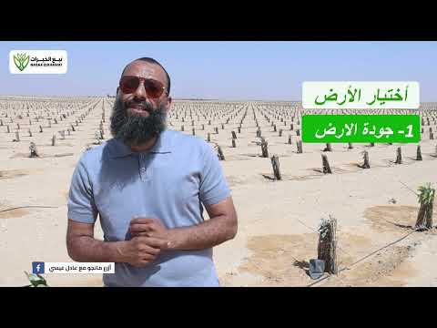 الخطوات الصحيحة لشراء قطعة أرض للاستثمار الزراعي