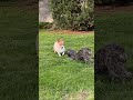 #parkour #dogs