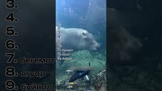 Сколько они продержатся под водой? #животные